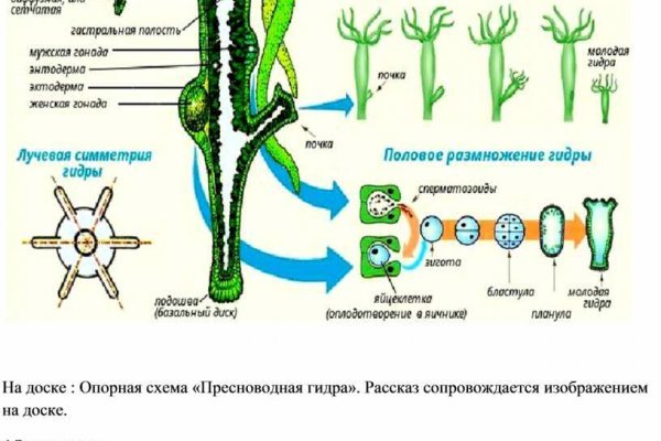 Kraken зеркала kr2web in