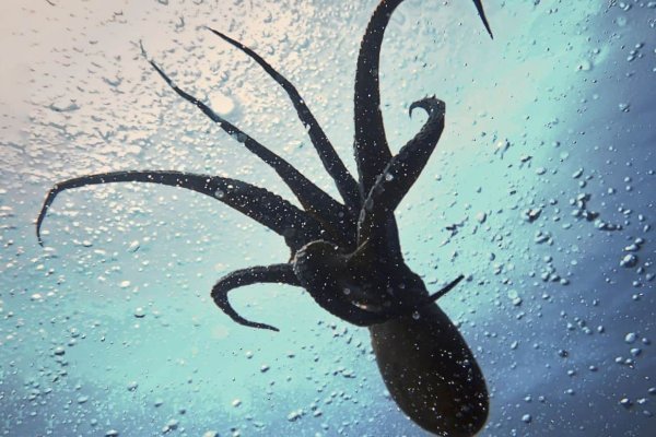 Kraken зеркало kraken link top