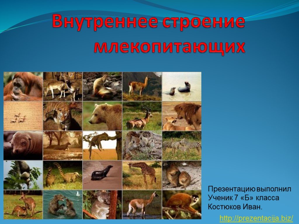 Кракен маркет даркнет только через тор