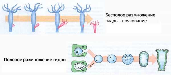 Как найти kraken